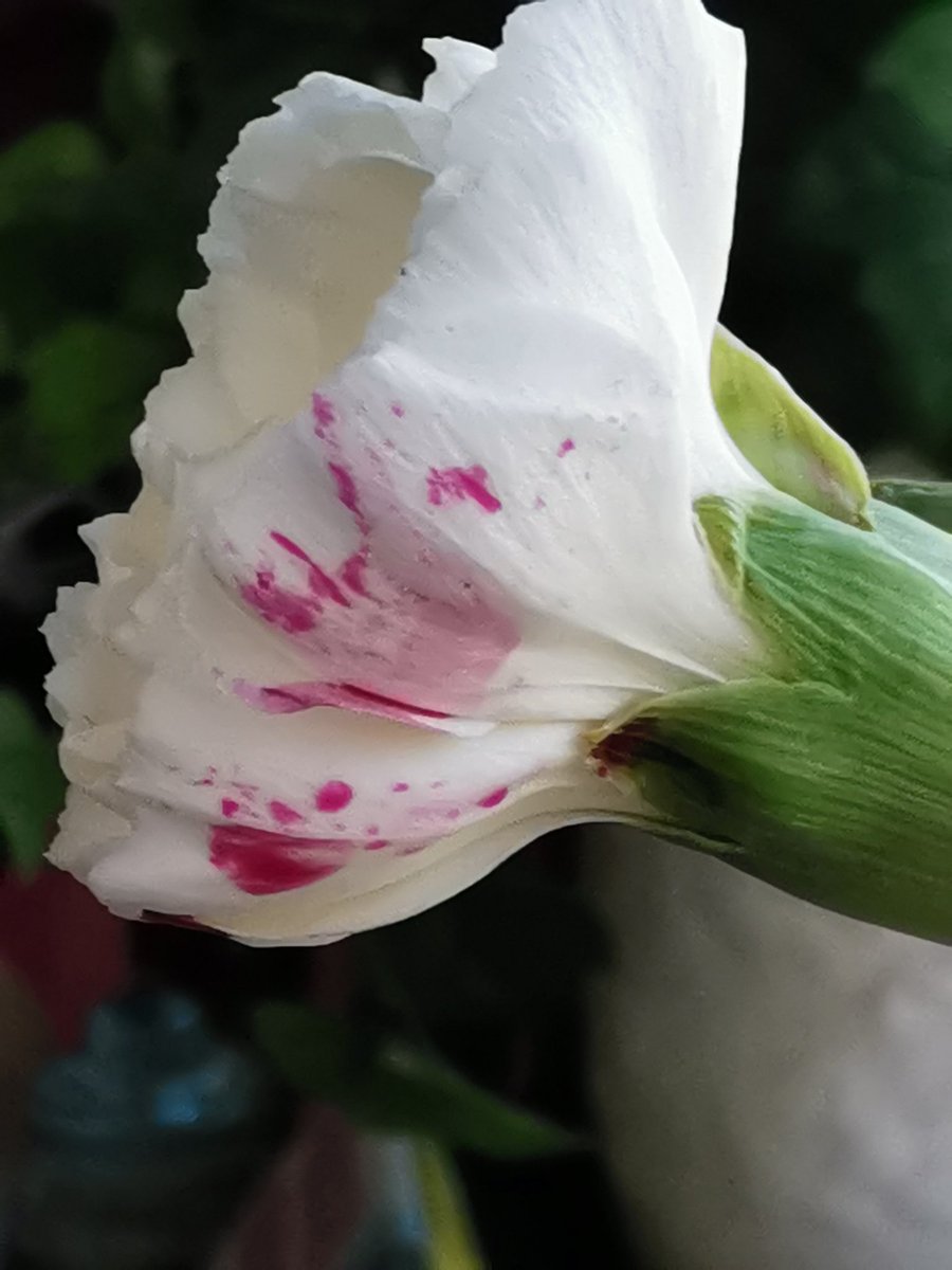 Oak Class tweet media