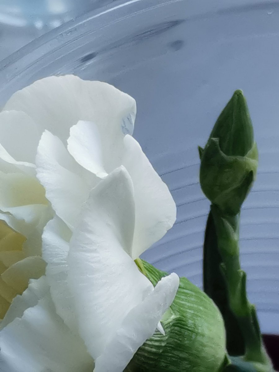 On Friday, we learnt how water travels through plants. We then made an experiment so we could visually see the process. Over the weekend, the plants have started to absorb some of the dye. We needed to look very closely though! 👀🕵️<a href="/foxfield/">FoxfieldPrimary</a> <a href="/ScienceFoxfield/">science@foxfield</a>