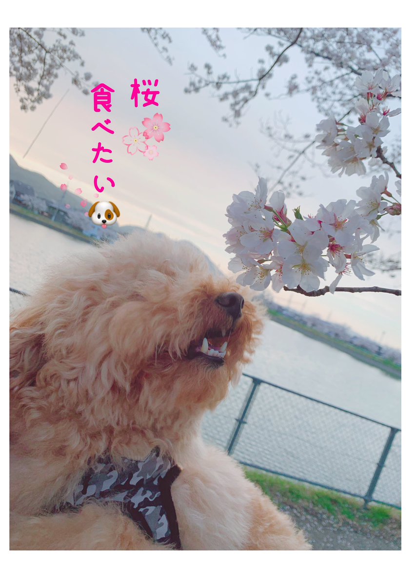 Addoneplus0159's tweet photo. お散歩のついでにお花見��📷
お花を食べようとﾊﾟｸﾊﾟｸする
食いしん坊のししまる🐶笑笑

 #お花見  #お花見散歩  #さくら 
 #といぷー  #トイプードル
 #犬好きさんと繋がりたい 
 #食いしん坊  #おさんぽ https://t.co/8IdOj3IgS4