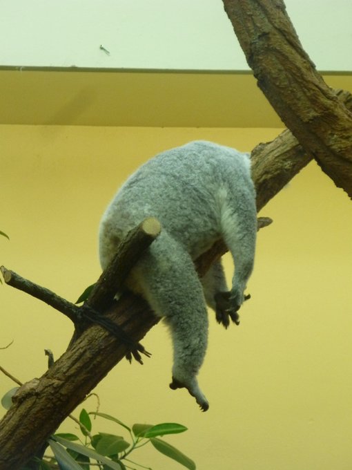 Koala on a tree branch, limbs dangling down.