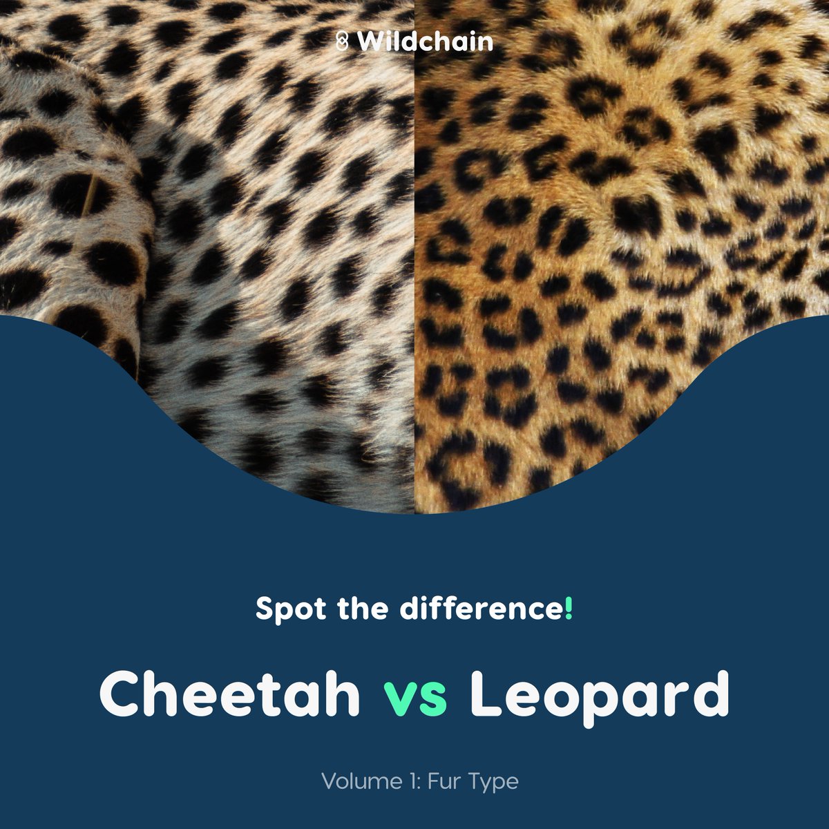 wildchainio's tweet photo. Gm wild fam &amp; happy Tues! ✨

Spot the difference! Cheetah vs. leopard 🐆

We’ve all heard of the saying, a picture can tell a thousand words; well, in these animals’ cases, it’s their spots! 

Which spots are your fav? 👀

#web3community #refi #regen #animallovers #africananimal https://t.co/JIwReFFoVh