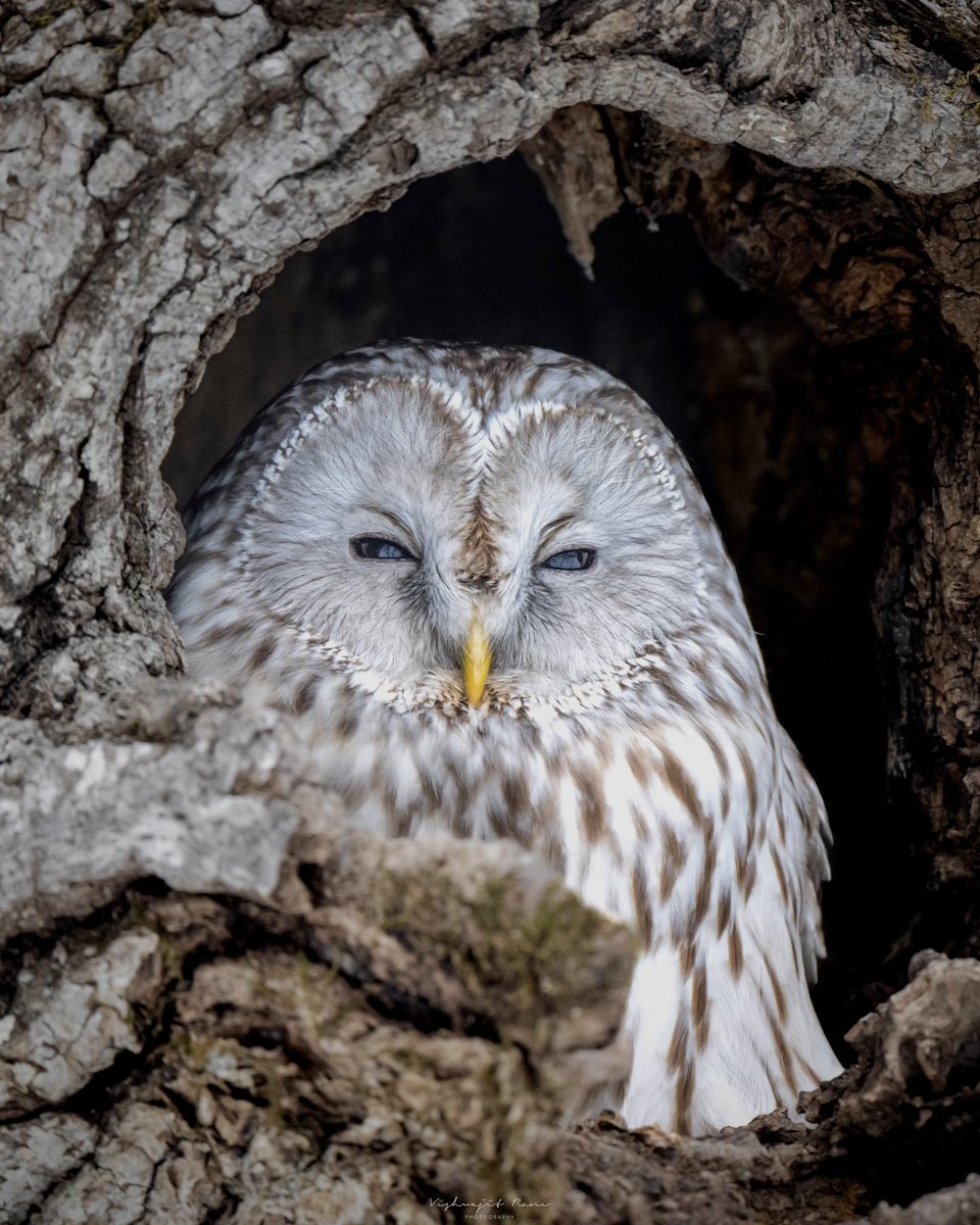 Bird of Prey, Ural Owl | Japan

#wildlife #wildlifephotography #BirdsSeenIn2023 #nikoncreator #uralowl #owl #birds_japan