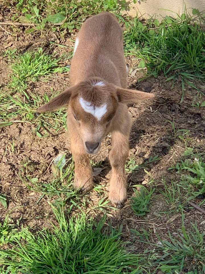 ZicaEliana's tweet photo. “La nuova nata nella nostra"FATTORIA AL DÌ LÀ DEI SOGNI".
Dobbiamo ancora scegliere il nome,qualche suggerimento?”😍

#CooperativaSocialeAlDíLàDeiSogni #FattoriaAlDíLàDeiSogni  #BeneConfiscato #AlbertoVarone #Terre #DonPeppeDiana #Maiano #SessaAurunca @insinnaflavio https://t.co/qol1NiDdkn
