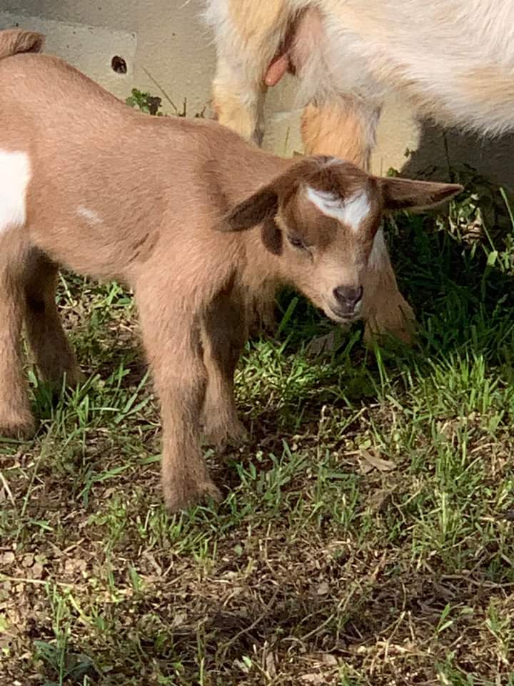 ZicaEliana's tweet photo. “La nuova nata nella nostra"FATTORIA AL DÌ LÀ DEI SOGNI".
Dobbiamo ancora scegliere il nome,qualche suggerimento?”😍

#CooperativaSocialeAlDíLàDeiSogni #FattoriaAlDíLàDeiSogni  #BeneConfiscato #AlbertoVarone #Terre #DonPeppeDiana #Maiano #SessaAurunca @insinnaflavio https://t.co/qol1NiDdkn