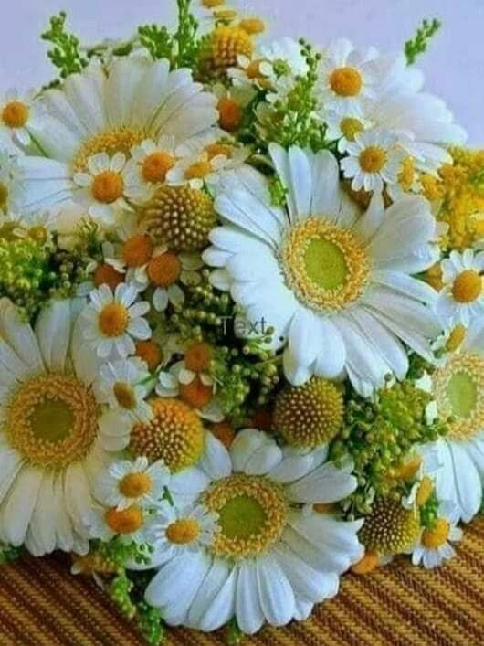 pnorteavanzaya's tweet photo. Siempre bellas y delicadas las MARGARITAS.
Que tengas un muy hermoso lunes y espero que pases una súper genial semana.
Son los deseos de #PanamaNorteAvanzaYA https://t.co/icnrAFG7TW