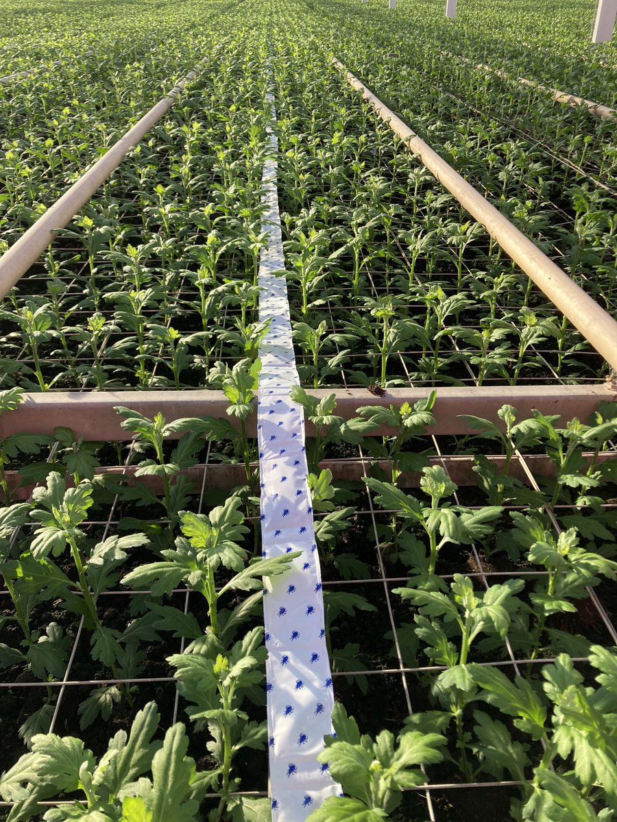 Arjan Spaans tweet media