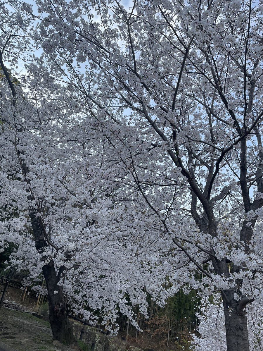 ill_ms_hakata's tweet photo. 桜🌸 https://t.co/9F4gnGb3BK