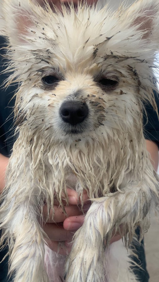 โมโหมุดดิน