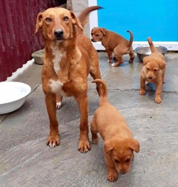 DNVSaveanimals tweet media