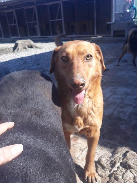 DNVSaveanimals tweet media