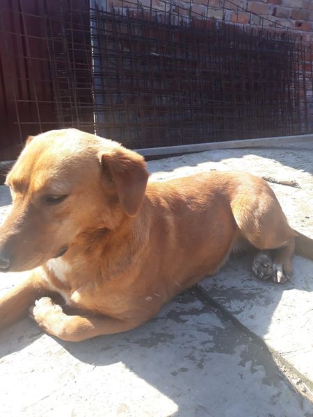 DNVSaveanimals tweet media