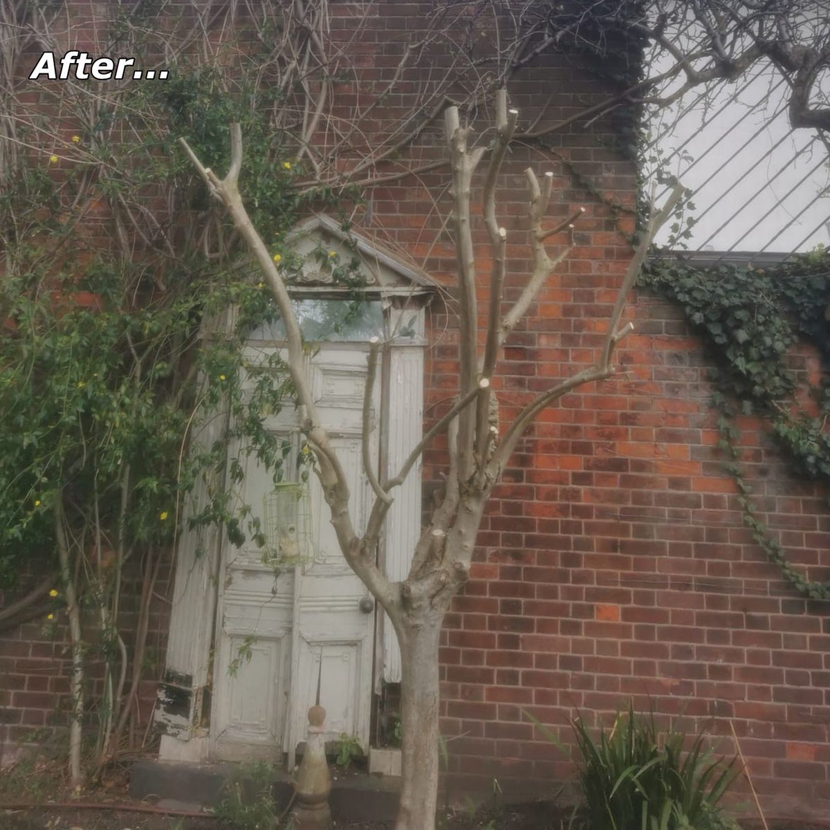 PetershamGarden's tweet photo. Prune olive trees in early spring to remove any weak or damaged branches after winter and also to help the tree keep an attractive shape. Olive trees produce fruit on new wood, so if you plan to harvest your own olives, a heavy prune will increase your fruit yield.
⠀
#Olive https://t.co/8K9Agzb6YB