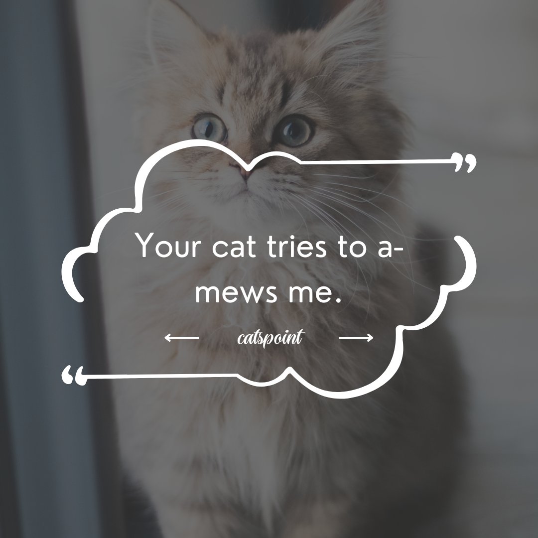 Catspoint1's tweet photo. Your cat tries to a-mews me.

#catlovers #cats #cat #catlife #catlover #catoftheday #meow #kitten #kittens #kitty #pets #pet #catlove #world #cute #catloversclub #love #gato #cutecats #cutecat #gatos #animals #catquote #catlovequote #catfunnyquote #catmotivitionalquote https://t.co/vzrxsF6paF