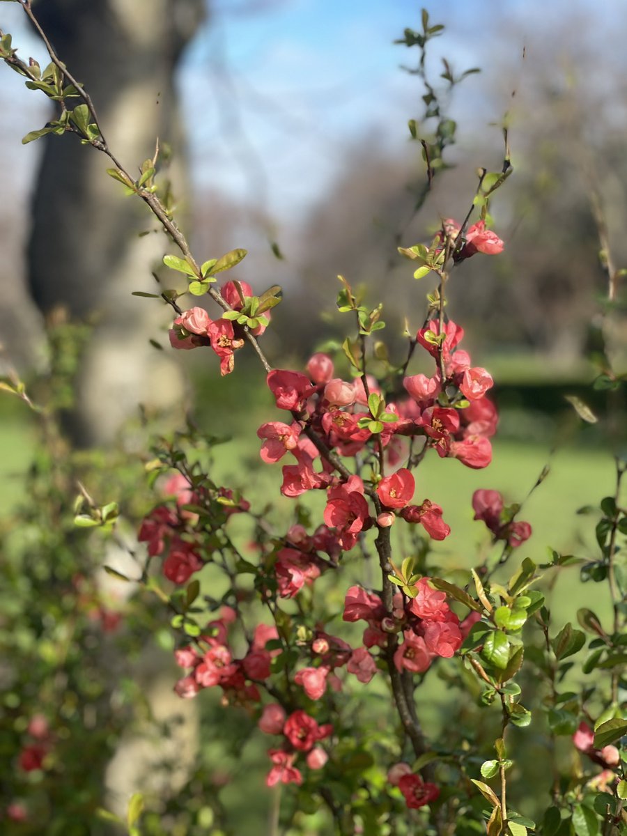 KOAbstractArt's tweet photo. Maart roert zijn staart ❄️ ☀️ 🌧️ 
Happy new week! 
#bloom https://t.co/Ptu78yjFfC