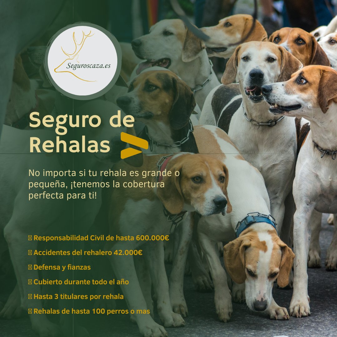 🐕🦌 ¿Eres dueño de una rehala de perros? 
¡No busques más!🦌🐕 

#SeguroParaRehalas #CoberturaPersonalizada #DueñosDeRehalas #caza #seguroscaza #seguroscazador #seguroscazadores #cazamenor #cazamayor #cazaypesca #cazaespaña  #segurosdecaza #monteria #rehalasespañolas  #corzo