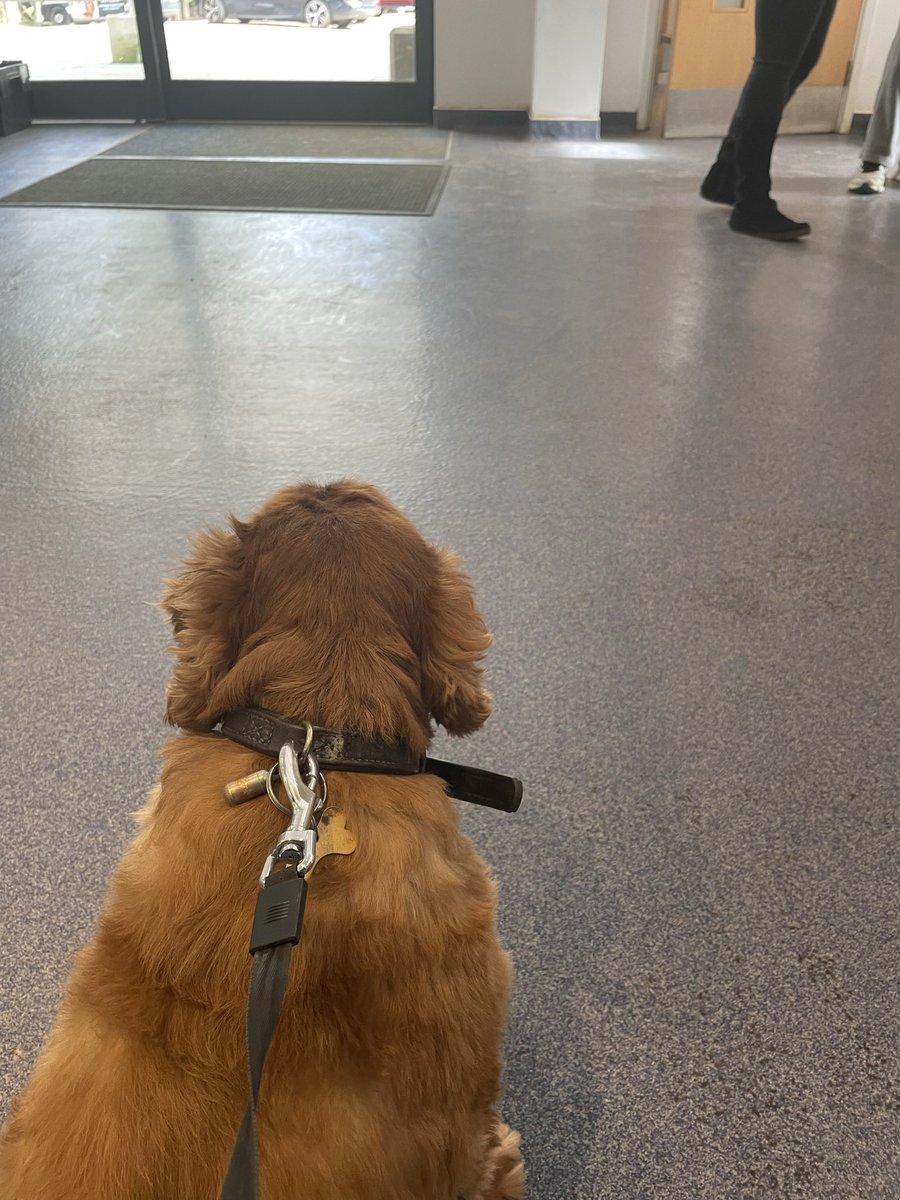 rubin29312972's tweet photo. #OAP #VIP client Saturday morning off to vets got told to try #LIBRELA for his arthritis pain anyone else tried it #day2 seems happer takes a few days to kick in i am been told #dogsintaxis #dogsoftwitter https://t.co/PKrTldrqPv