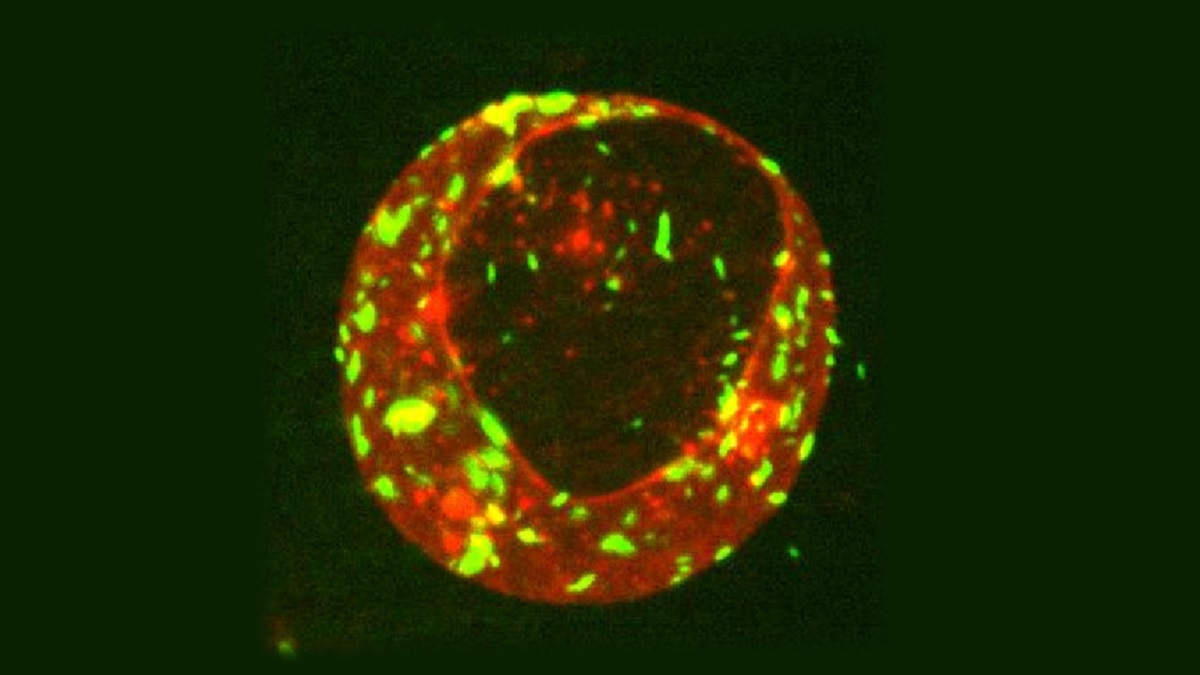 Communications Biology tweet media