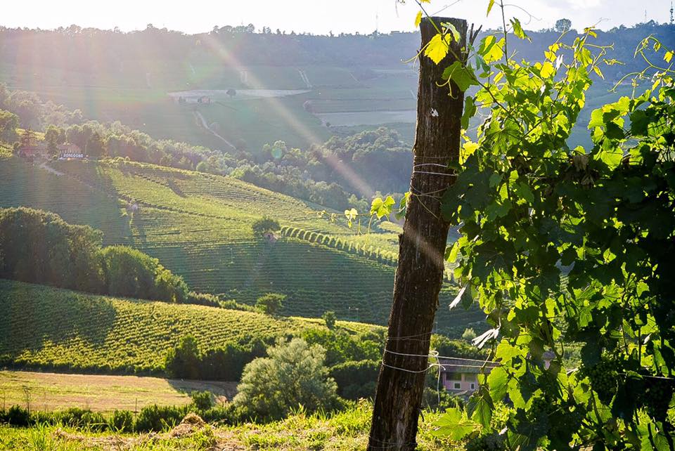 WineNewsIt's tweet image. Il segreto del #Barolo? Mantenere, in generale, la #domanda superiore all’#offerta. Tenendo la barra dritta sullo #standardqualitativo, che sembra davvero ormai consolidato se non addirittura in crescita, winenews.it/it/il-segreto-…