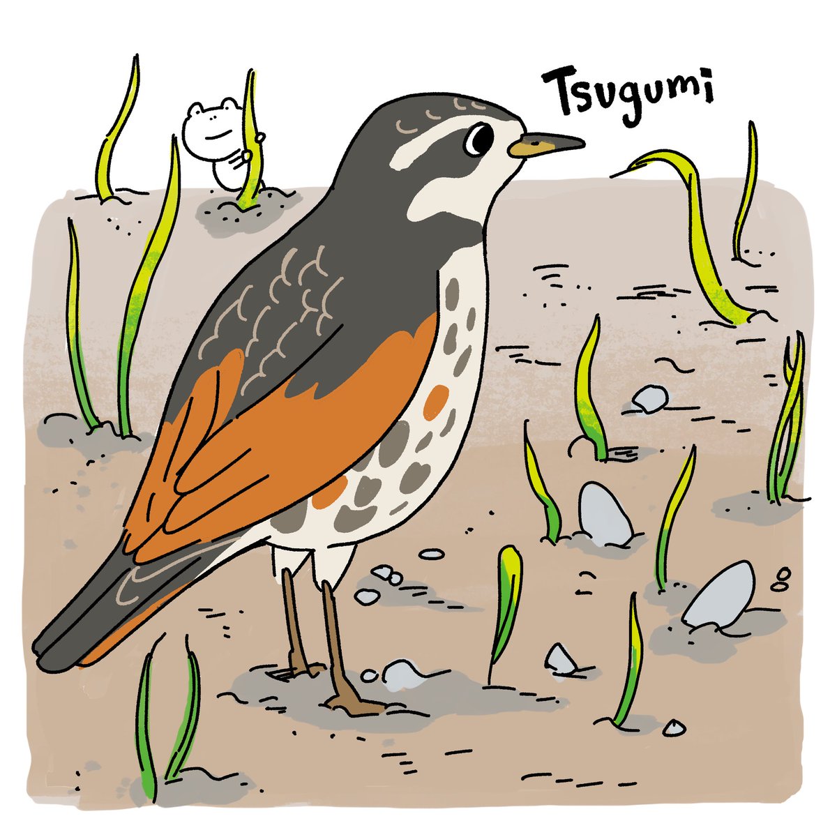 写真は父撮影です！
土から顔をだし始めた新芽とツグミの風景に、春を感じました🌱
#野鳥 https://t.co/JqZTM0Lug9