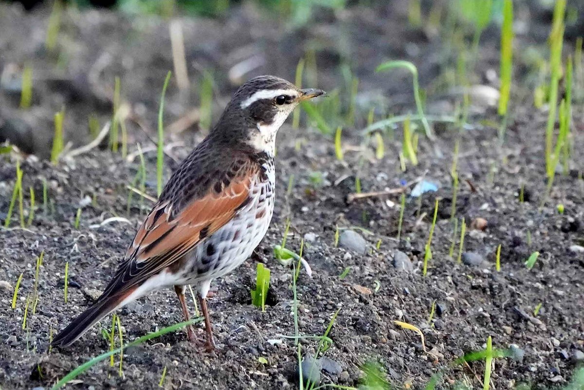 写真は父撮影です！
土から顔をだし始めた新芽とツグミの風景に、春を感じました🌱
#野鳥 https://t.co/JqZTM0Lug9