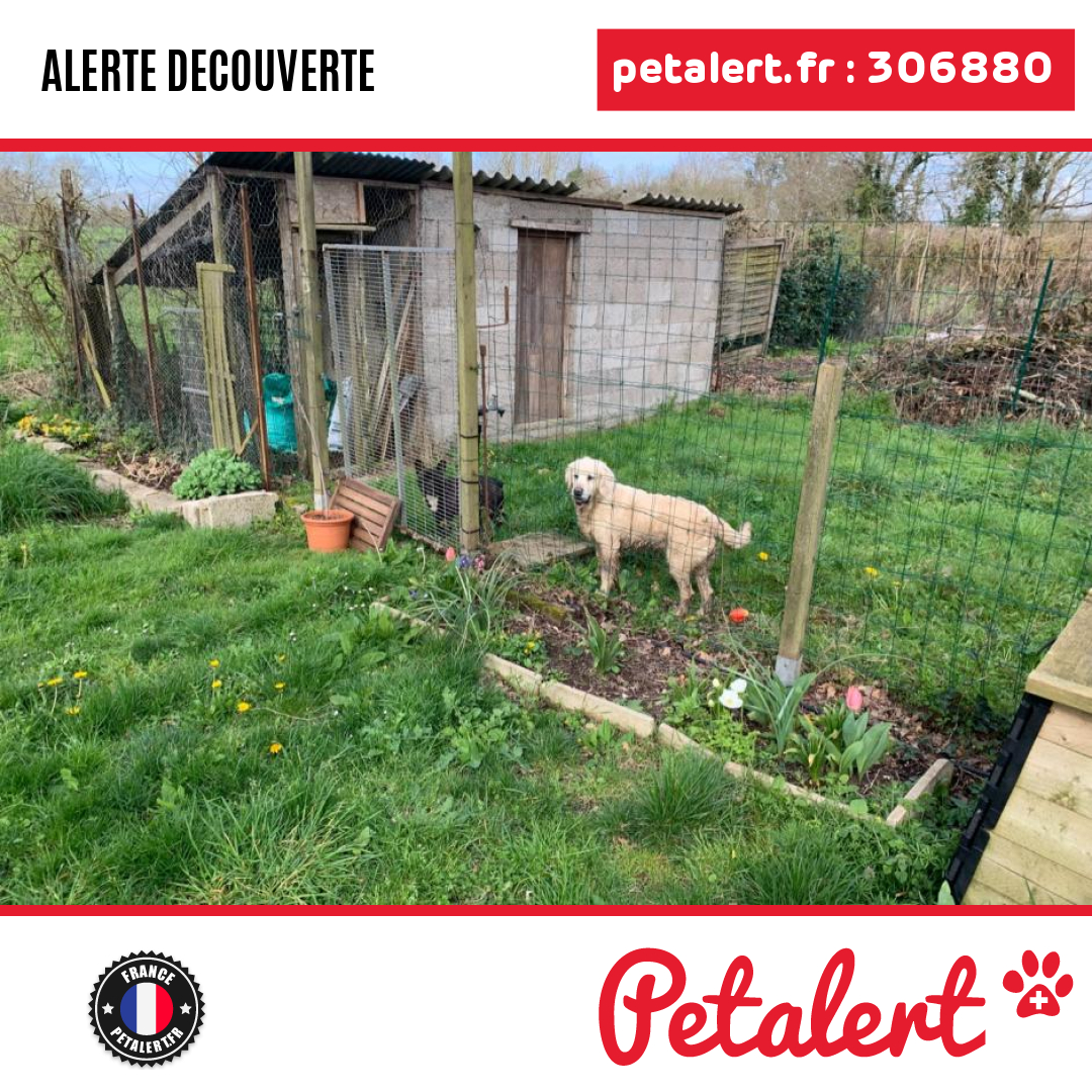 petalert_france's tweet photo. Trouvé #Chien #LoireAtlantique #Crossac #Petalert #PetAlert44 / https://t.co/BKLtDioiay https://t.co/6MBeF0RxRY