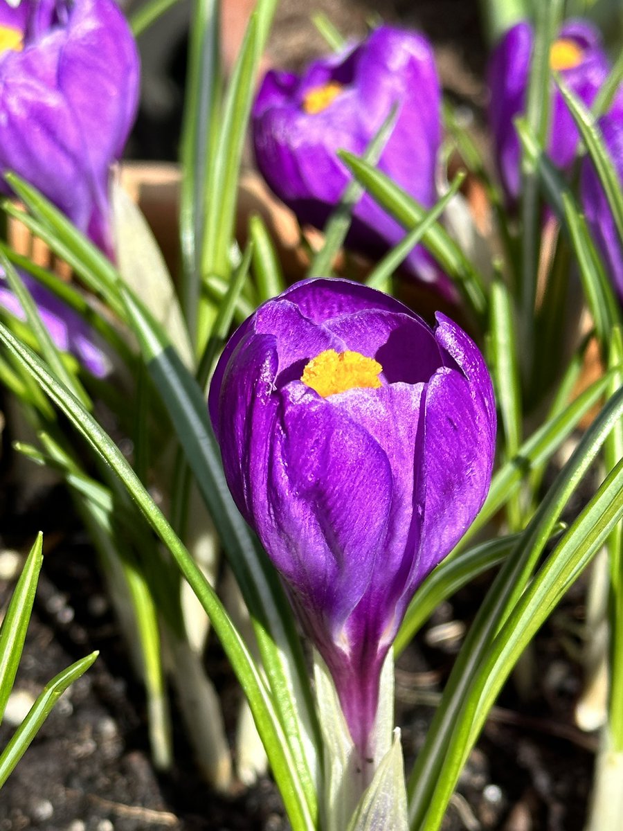 gojauntly's tweet image. Start your Monday with a spring in your step and get outdoors to notice nature 💜🌺 #NatureNotes