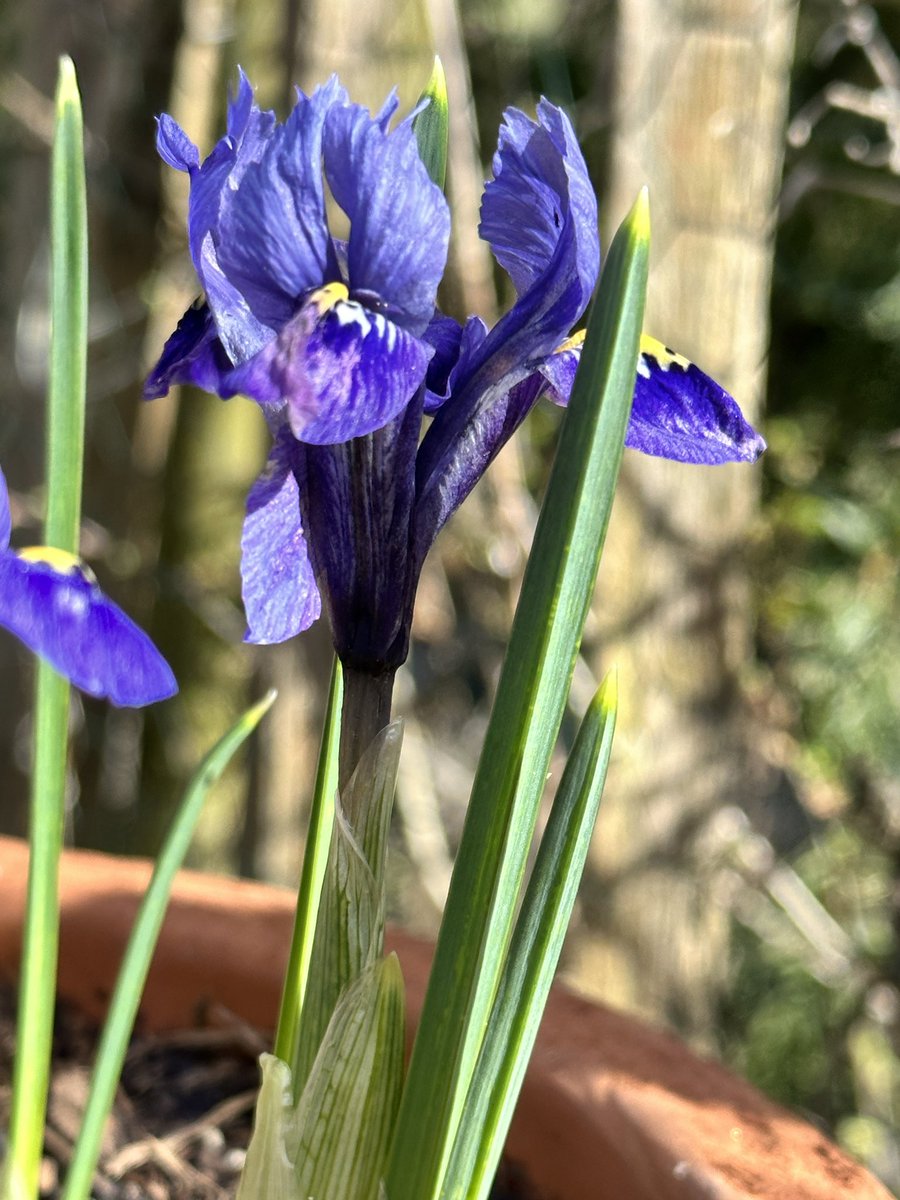 gojauntly's tweet image. Start your Monday with a spring in your step and get outdoors to notice nature 💜🌺 #NatureNotes