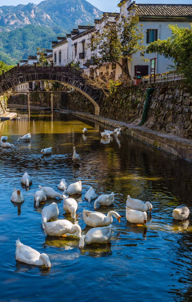 AnhuiTravel's tweet image. On a spring afternoon, with the green water flowing slowly, Big white geese swim beneath the bridge in droves. The Huizhou-style architecture with white walls along the bank adds to the leisure and comfort that are exclusive to Anhui Province. #RavineStream #FeelAnhui #SpringLook