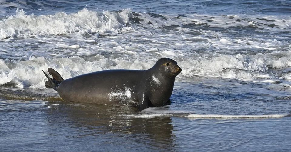 insight_know's tweet photo. Marine mammal reproduction rests on a precarious tipping point of ocean resources.
doi: 10.1111/ele.14193
#marinemammals #foragingbehavior https://t.co/RZAsavOq2z