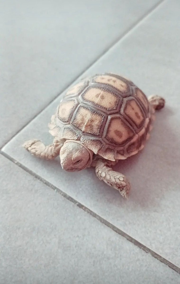 Chiquirda's tweet photo. Esta bebota se llama Nami y daría mi vida por ella 🥺🥺 https://t.co/bwNXYJ2byx
