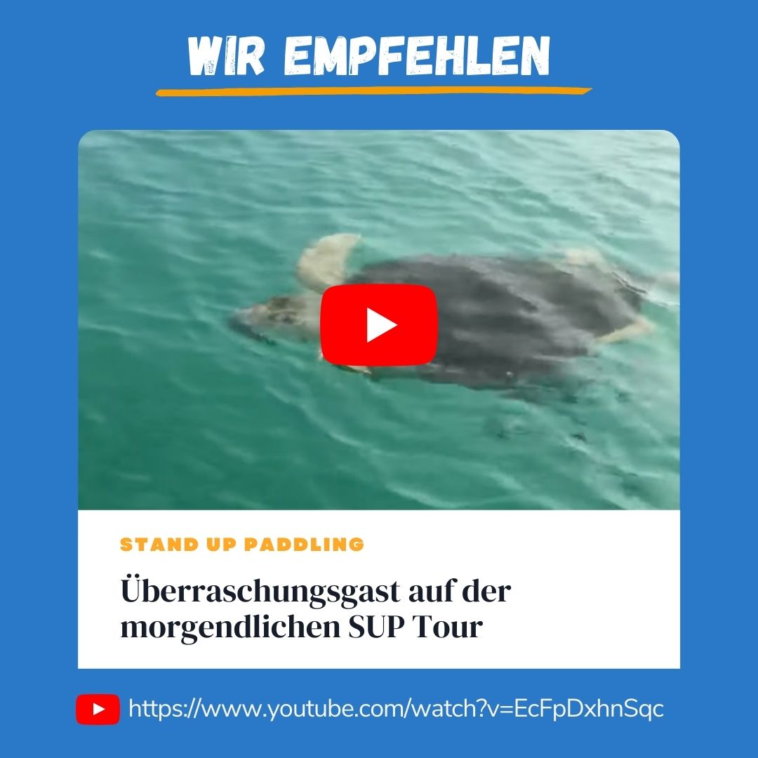Da wollte Curt an einem schönen Florida Morgen mit dem SUP Board entspannt in den Tag starten, als gleichzeitig eine Meeresschildkröte an gleicher Stelle kurz frische Luft bei ihrem Tauchgang geschnappt hat 🐢 

Entspannt wie wir die Panzertiere kennen, lässt sich der Meeresbe...