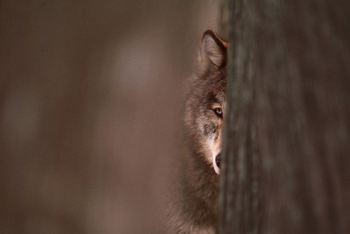 HourlyWolves presents: