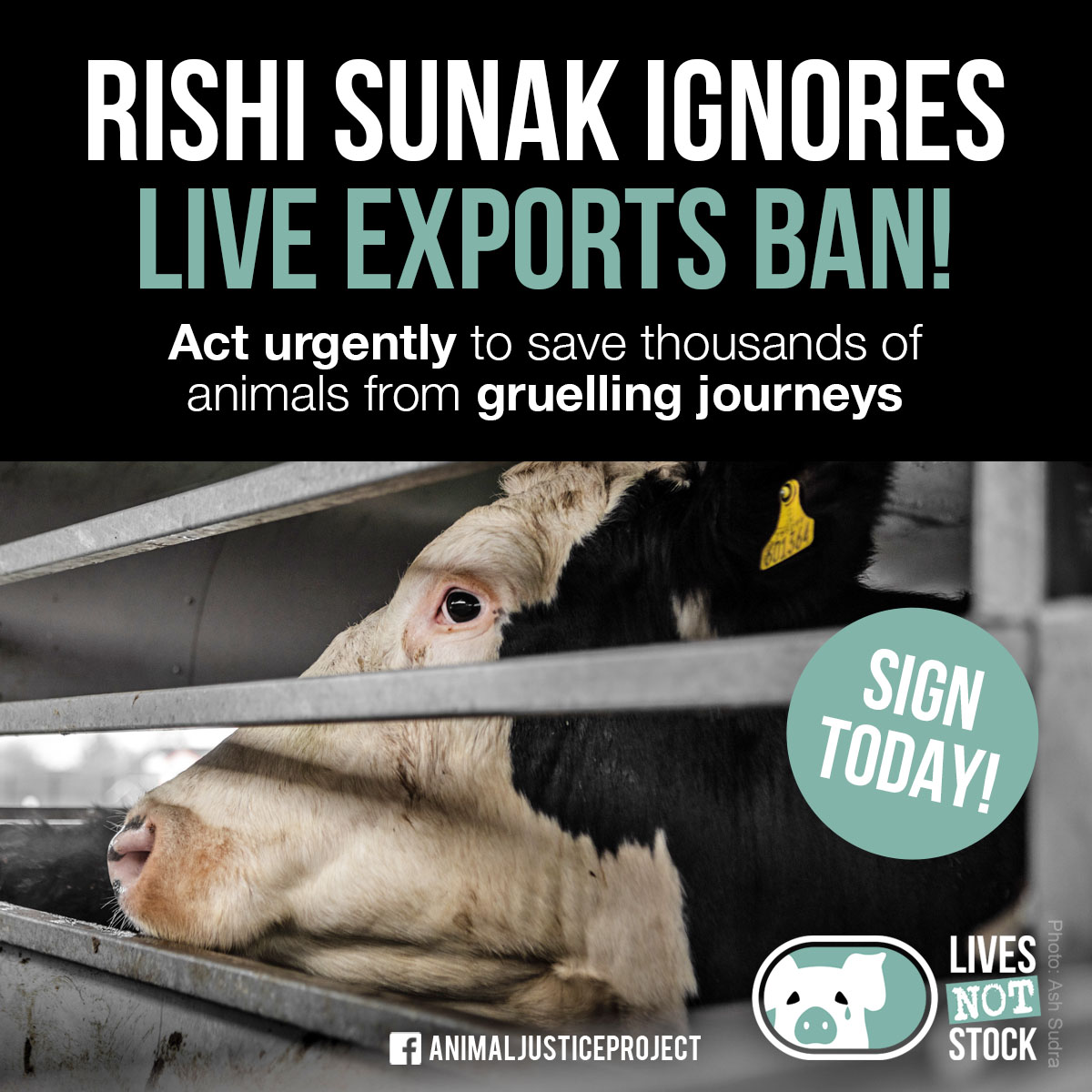 RISHI SUNAK IGNORES LIVE EXPORTS BAN! Millions of animals exported will not be protected. We demand the government bans live exports of ALL species for ALL purposes. bit.ly/EndLiveExports @RishiSunak @Conservatives livesnotstock.org #LivesNotStock #LiveExports