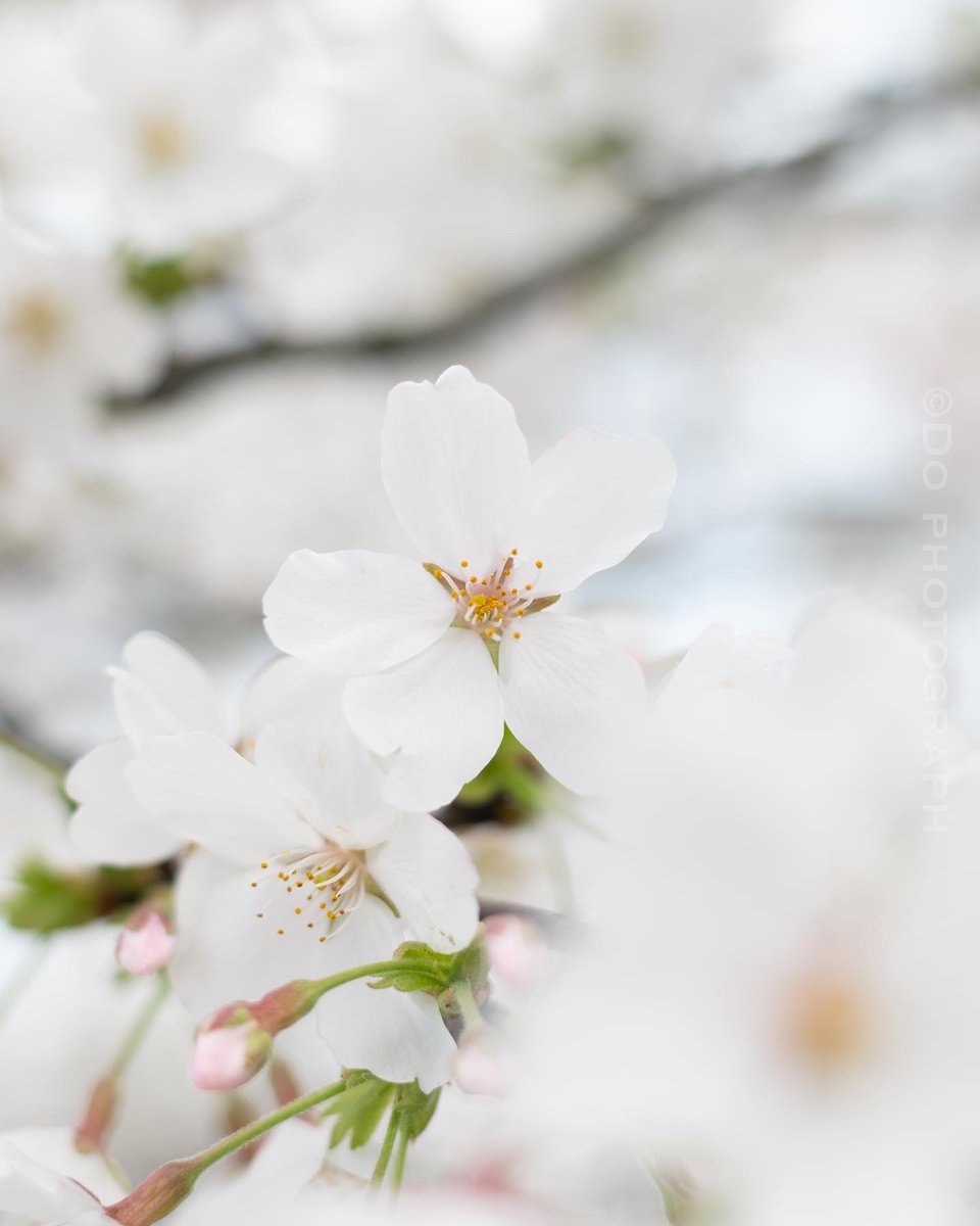 Smurf_1105's tweet photo. 春の訪れ🌸 https://t.co/vIkVc3B3UB