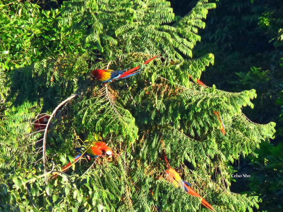Roberto00436790's tweet photo. Visit southern Belize in winter and experience seeing the Scarlet Macaws only in village of Red Bank. #visitbelize https://t.co/brsmevuJfz