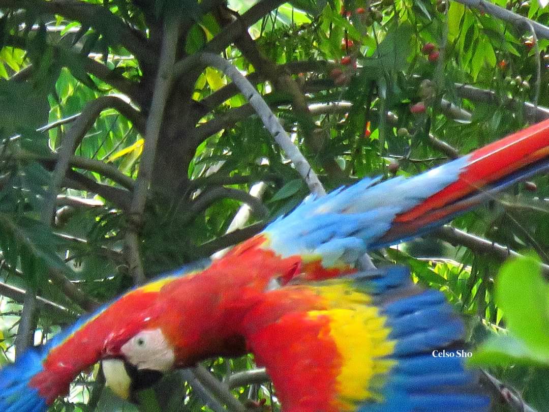 Roberto00436790's tweet photo. Visit southern Belize in winter and experience seeing the Scarlet Macaws only in village of Red Bank. #visitbelize https://t.co/brsmevuJfz