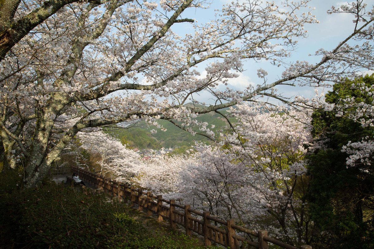 joyotown's tweet photo. 上陽町の桜も満開！今週末は、ほたると石橋の館で「桜マルシェ」も開催です。ステージショーや地元の美味しいものなどお花見以外も楽しめます^^ ぜひ週末は上陽町にお越しください！
#八女 #上陽町 #桜マルシェ https://t.co/EzZw90OSRf