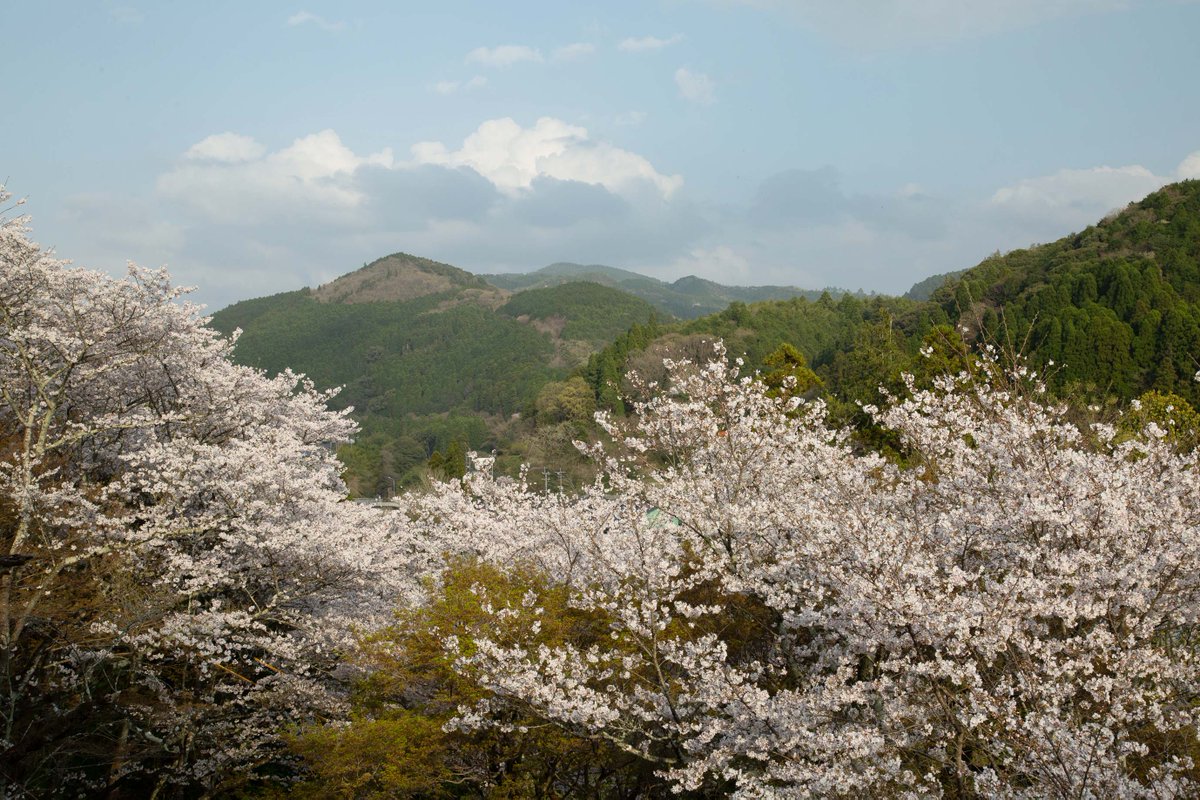 joyotown's tweet photo. 上陽町の桜も満開！今週末は、ほたると石橋の館で「桜マルシェ」も開催です。ステージショーや地元の美味しいものなどお花見以外も楽しめます^^ ぜひ週末は上陽町にお越しください！
#八女 #上陽町 #桜マルシェ https://t.co/EzZw90OSRf