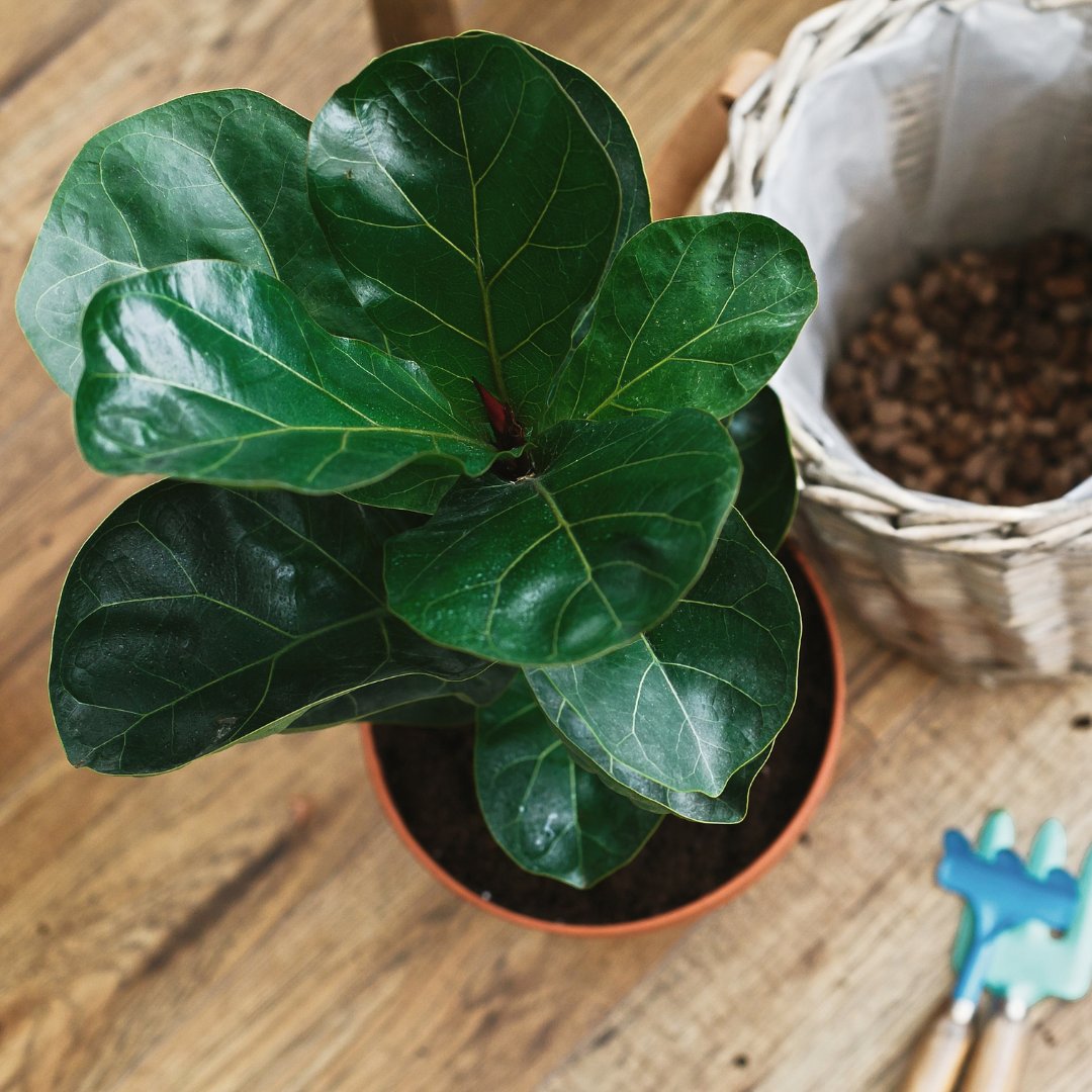 Want to create an indoor oasis? Look no further than the Ficus Lyrata 'Fiddle Leaf Fig'! This iconic houseplant is a must-have for any green space.
#FiddleLeafFigLove #IndoorOasis #PlantDecor #PlantsMakeMeHappy #PlantLife #HouseplantAddict #BotanicalLove #PlantCollection #Plants