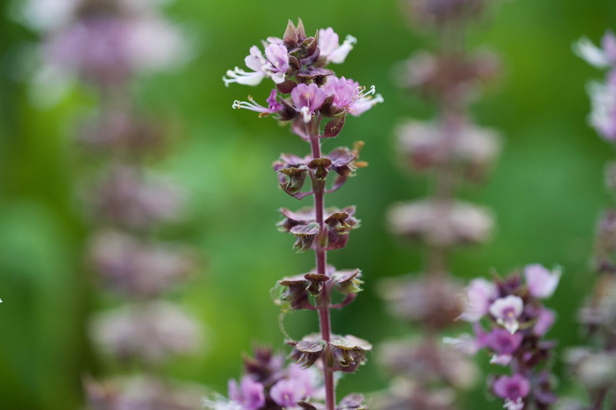 VaNiPaLeTi's tweet photo. Basil Flowers
#backyardphotography
#planter2table
#herbs
#kitchenherbs
#Basil https://t.co/meHACMYpA1