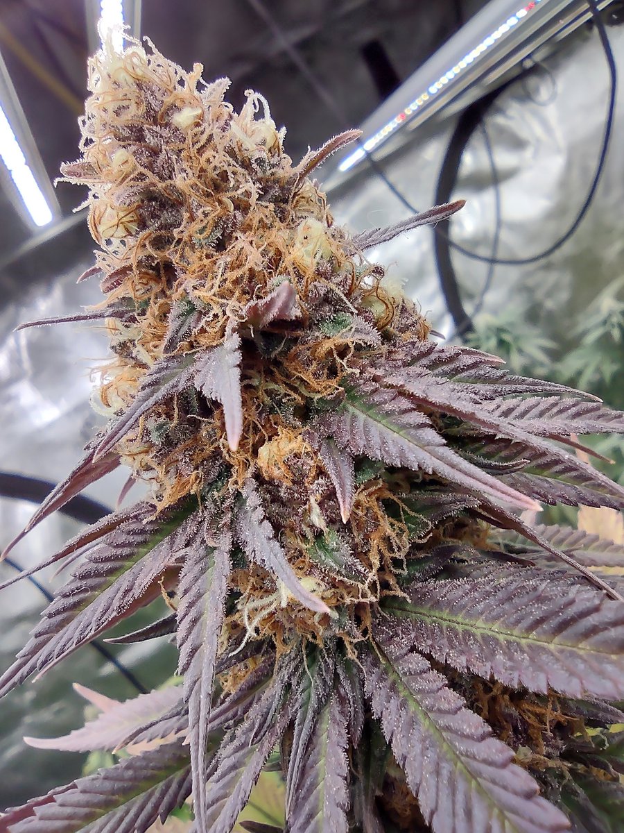 dgtmo420's tweet photo. True Og
#growyourown #somas #barneysfarm #LegalizeIt #Medical #CannabisCommunity #CannabisCulture #cannafam #genetics #drgreenthumb https://t.co/LSD467krsf