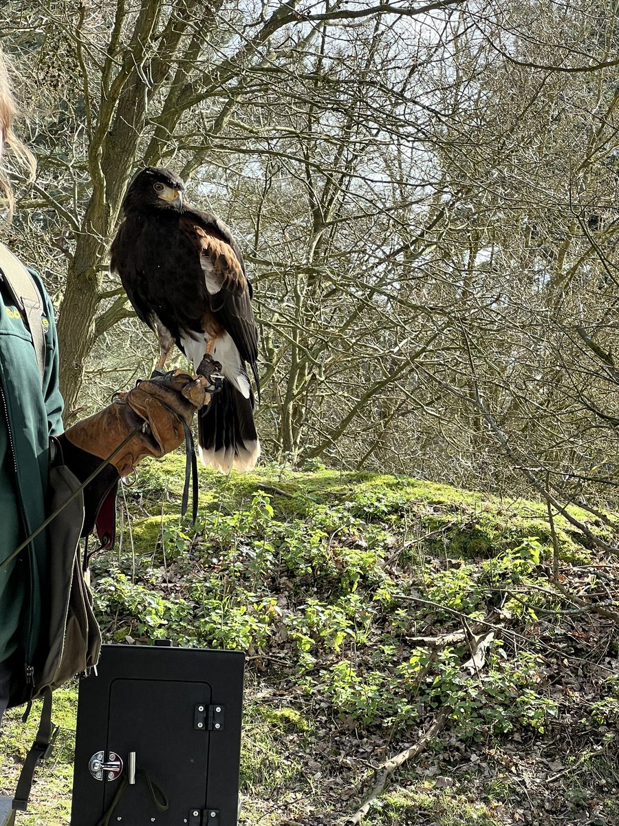 elishaharman's tweet photo. Millie had a great time learning about the hawks and barn owls last week. The little barn owls even had a little nibble of her finger 🙈😂 @GrimoldbyYear3 @grimoldbyschool https://t.co/VHM4Pr9yL3