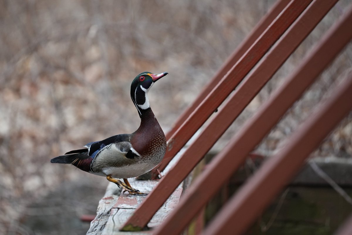 PapaBeardedNFTs's tweet photo. gm πβ€οΈπ¦πΈ
"Wood Duck at the Ready"
1st #1of1 in #PBpure just minted. More about this shot & ππ https://t.co/B6wsIx0SMf