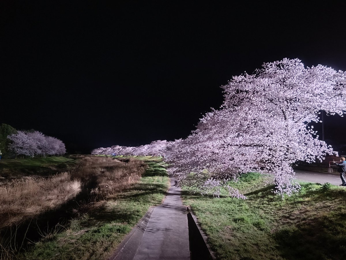 本庄市児玉千本桜の夜桜景です。