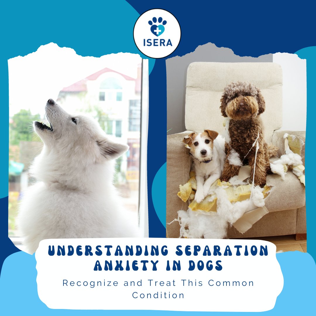 iseranimals's tweet photo. Separation anxiety in #dogs is a common condition that can lead to destructive behavior and stress. 🐶
Learn how to recognize and treat this condition in our latest post:
https://t.co/SKWmkSvgvT 👈

#petcare #dogbehavior #separationanxiety #doghealth #lovethemall https://t.co/mM46AFv4QI