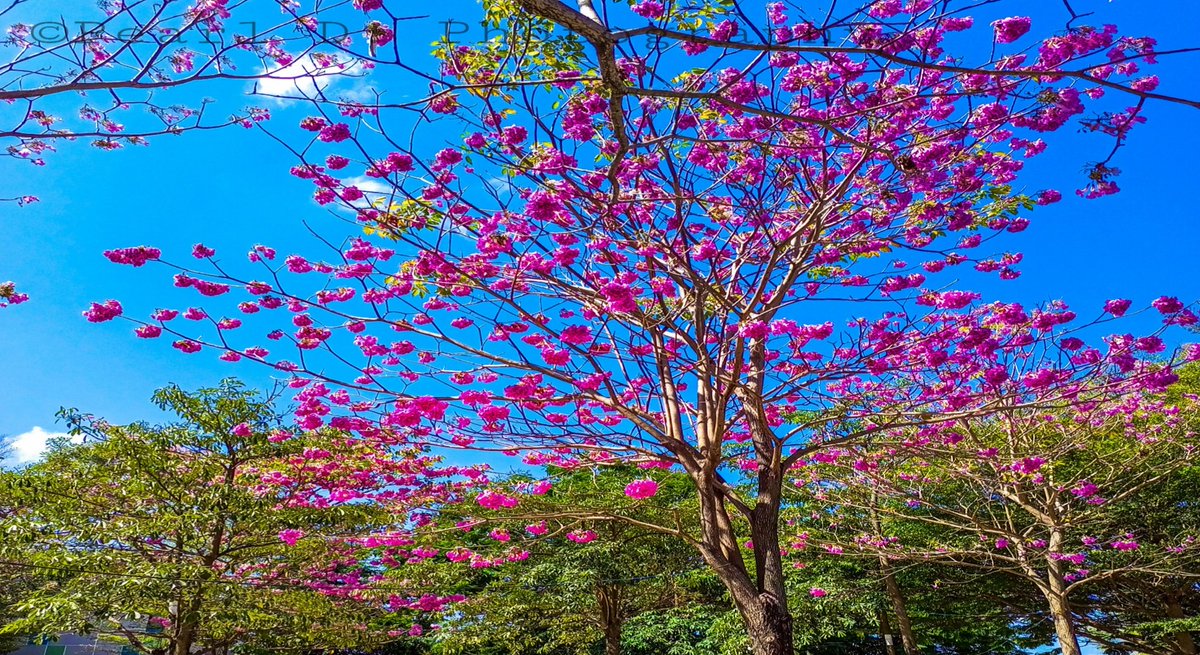 PearlDeJesus91's tweet photo. Cherry Blossom sa Japan. 🌸 Akala niyo kayo lang may entry hah. EME! 🤭😁

#LancasterAbloom at #TheSquare #lancasternewcitycavite #PearlDPhotography #AspiringPhotographer #Phonetography #Tecno18 more to explore... 📸🥰💕

Galing LNC 
Property Company of Friends, Inc. https://t.co/YObrJT5vdJ