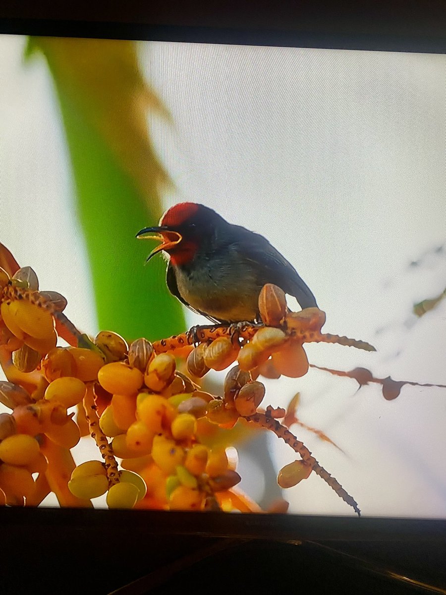Just watching ‘Australian Survivor’ (set in Samoa), and they just showed a short snippet of a female Samoan Myzomela - it even gave its soft melodic twiee call! Not bad for a “pop-culture” television bird!