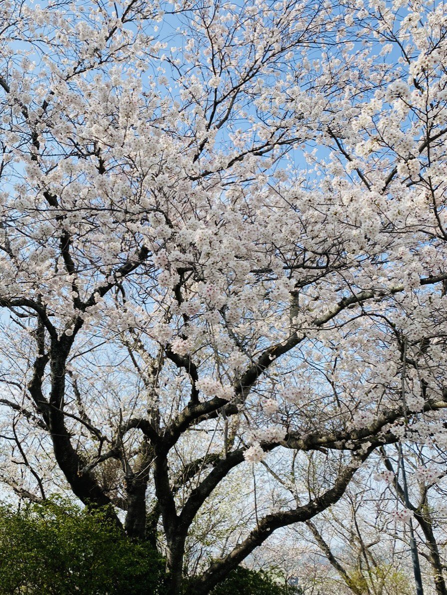 bagfactory_bg's tweet photo. 3月27日は #さくらの日 🌸
満開でめちゃくちゃキレイでした✨

#桜2023 https://t.co/cWClVh75pU