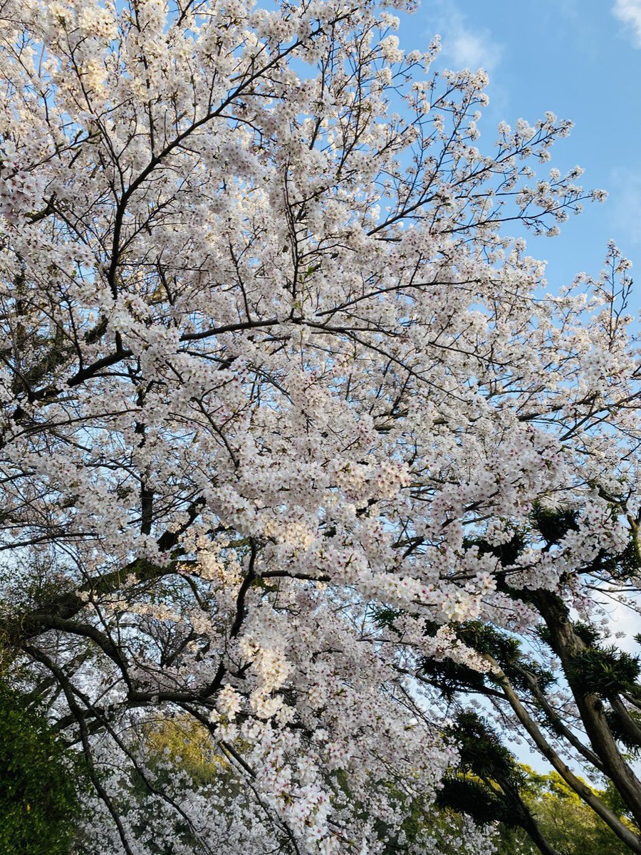 bagfactory_bg's tweet photo. 3月27日は #さくらの日 🌸
満開でめちゃくちゃキレイでした✨

#桜2023 https://t.co/cWClVh75pU