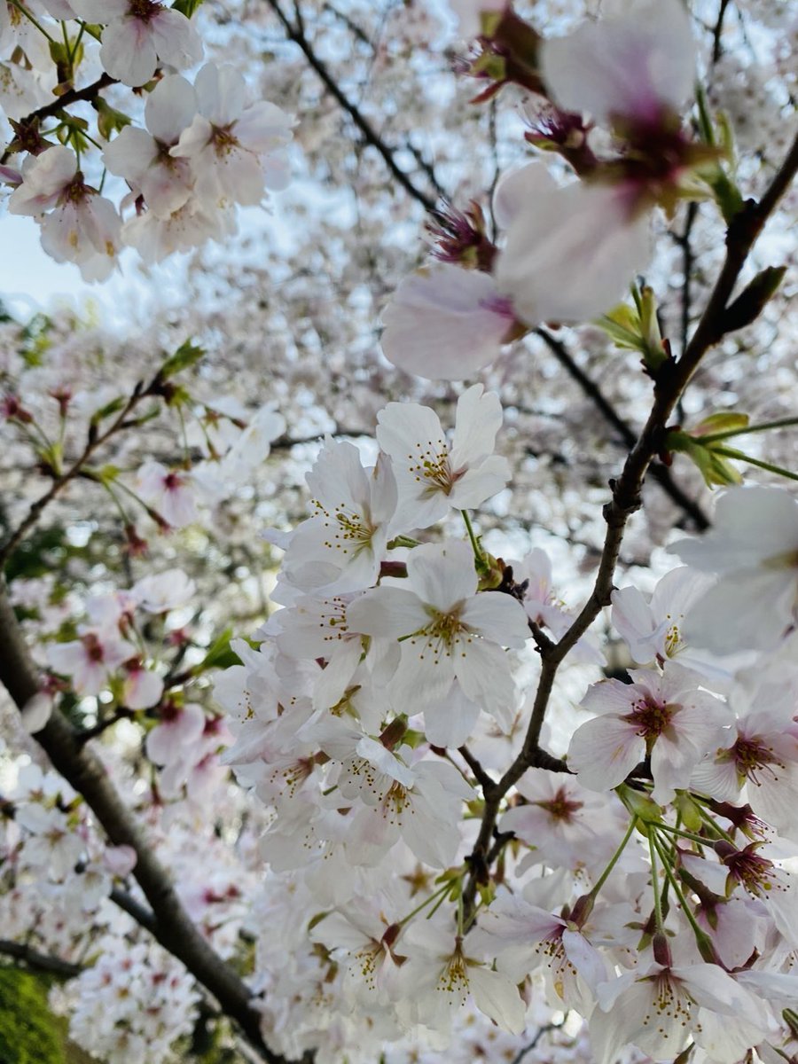 bagfactory_bg's tweet photo. 3月27日は #さくらの日 🌸
満開でめちゃくちゃキレイでした✨

#桜2023 https://t.co/cWClVh75pU
